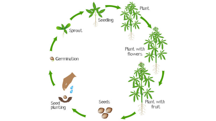 The Stages of Cannabis Growth